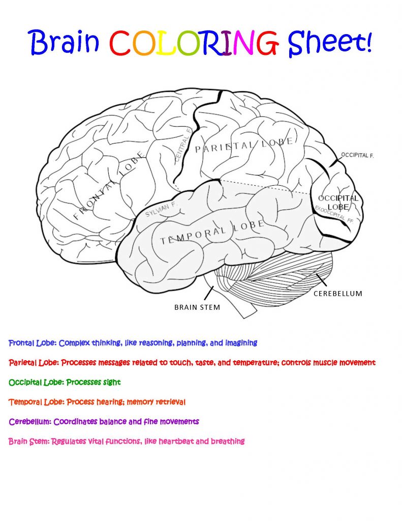 Brain coloring sheet - Cohen Lab